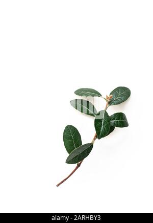 Feijoa-Ast mit grünen Blättern auf weiß isoliertem Hintergrund. Minimales Konzept. Vertikaler Rahmen. Nahaufnahme. Stockfoto