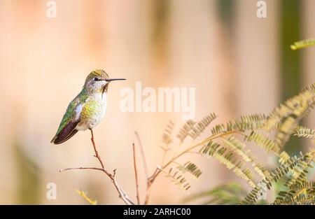 Schwarzer gerinnter weiblicher Brummvogel, der auf einem Ast ruht. Bild im Winter in Arizona aufgenommen. Stockfoto