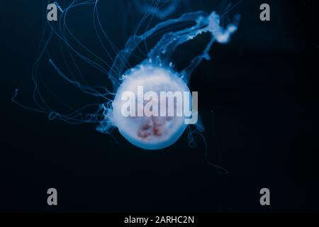 Quallen im Atlanta Aquarium Stockfoto