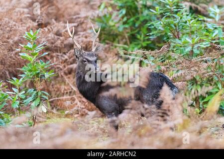 Sika Hirsch in Bracken Stockfoto