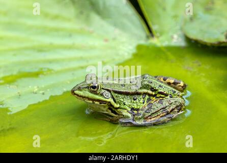 Der Kleine Wasserfrosch (Pelophylax lessonae oder Rana lessonae) hatte sich auf einem Lilienblock bequem gemacht. Stockfoto