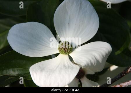 Weiße Blume aus Dogwood cornus venus in der Morgensonne naht Stockfoto