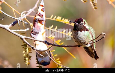 Ein männlicher, dunkler, gerinnter Hummvogel, der auf einem Ast ruht Stockfoto