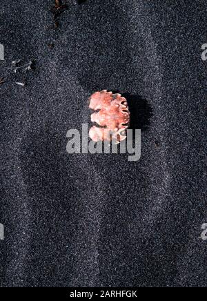 Detail einer Krabbenschale am schwarzen Sandstrand am Oakura Beach in der Region Taranaki in Neuseeland Stockfoto