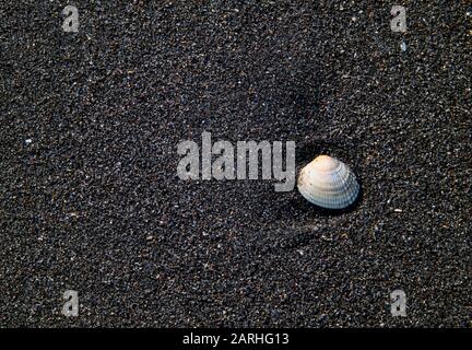 Detail einer Schale am schwarzen Sandstrand am Oakura Beach in der Region Taranaki in Neuseeland Stockfoto