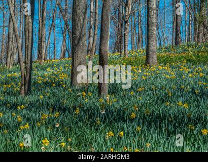 Ein Affodillfeld verschiedener Sorten, das an einem sonnigen Tag im Frühjahr am Hang im Wald blüht Stockfoto