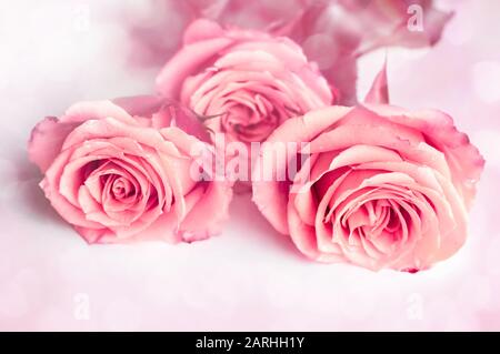 Drei rosafarbene Rosen auf weißem Grund. Schöner Blumenhintergrund, Unschärfe, Bokeh. Nahaufnahme. Stockfoto