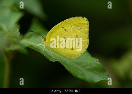 Gelber Schmetterling mit gemeinem Gras, Eurema-Hecke, Sri Lanka Stockfoto