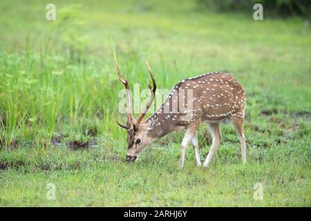 Sri-lankische Axis Aeer, Axis Axis ceylonensis oder Ceylon Spotted Deer, Feeding, Wilpattu National Park, Sri Lanka Stockfoto