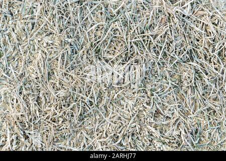 Gefrorenes Gras am Anfang des Frühlings. Texturhintergrund Stockfoto