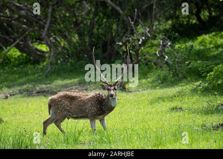 Sri-lankische Axis Aeer, Axis Axis ceylonensis oder Ceylon Spotted Deer, Yala National Park, Sri Lanka Stockfoto