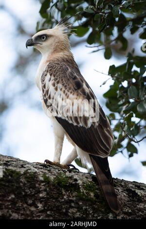 Veränderlicher Hawk-Eagle, Spizaetus zirrhatus, in Baum gehaucht, Looking, Yala National Park, Sri Lanka Stockfoto