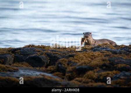 Eurasische, europäische oder gewöhnliche Otter (Lutra Lutra) an einem felsigen Ufer in Schottland mit einem Fisch im Mund Stockfoto