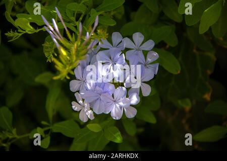 Weiße Blumen im Schatten Stockfoto