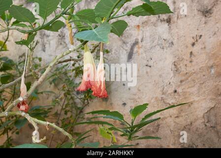 Brugmansia candida mit ausgeblichenen Blumen Stockfoto