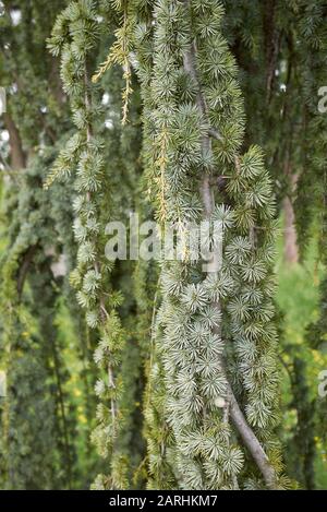 Cedrus atlantica glauca Pendula Baum Stockfoto