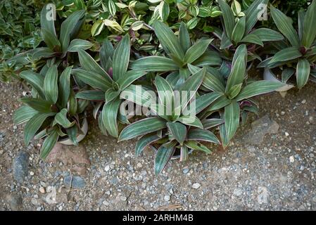 Tradescantia spathacea Pflanzen Stockfoto