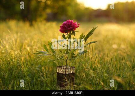 Dunkelpinkfarbene Ponyblume in einer Vase unter grünem Gras bei Sonnenuntergang. Stockfoto