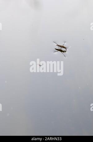 Wasserabstreifer auf der Wasseroberfläche Stockfoto