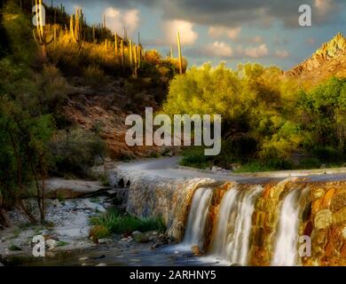 Straße im Sabino Canyon mit Palo Verde Baum in Blüte und Wasserfall. Arizona Stockfoto