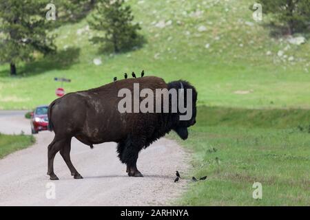 Vier kleine schwarze Vögel sitzen auf dem Rücken eines großen männlichen Bison, der mitten auf einer Feldstraße steht und vier weitere Vögel auf dem Boden in Fran Stockfoto