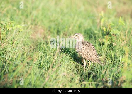 Indianisches Dickes Knie, Burhinus indicus, Dambulla-See, Sri Lanka, das in langem Gras spazieren geht Stockfoto