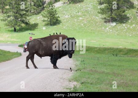 Vier kleine schwarze Vögel sitzen auf dem Rücken eines großen männlichen Bison, der mitten auf einer Feldstraße steht und vier weitere Vögel auf dem Boden in Fran Stockfoto