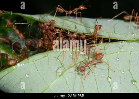 Weaver Ant, Oecophylla smaragdina, Sinharaja Welterbestätte, Sri Lanka, grüne Baum-Ameise oder orangefarbene Gaster. Arten arborealer Ameisenarten, die in tropischer Art gefunden wurden Stockfoto