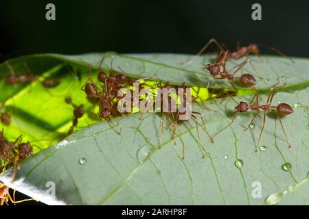 Weaver Ant, Oecophylla smaragdina, Sinharaja Welterbestätte, Sri Lanka, grüne Baum-Ameise oder orangefarbene Gaster. Arten arborealer Ameisenarten, die in tropischer Art gefunden wurden Stockfoto