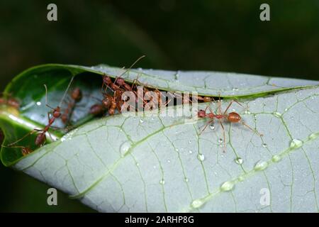 Weaver Ant, Oecophylla smaragdina, Sinharaja Welterbestätte, Sri Lanka, grüne Baum-Ameise oder orangefarbene Gaster. Arten arborealer Ameisenarten, die in tropischer Art gefunden wurden Stockfoto