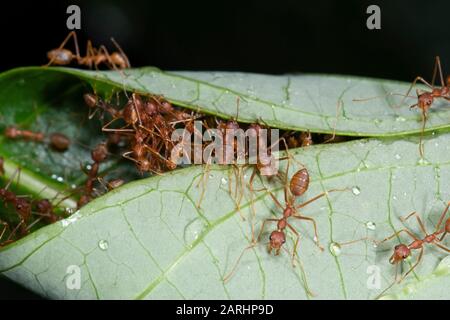 Weaver Ant, Oecophylla smaragdina, Sinharaja Welterbestätte, Sri Lanka, grüne Baum-Ameise oder orangefarbene Gaster. Arten arborealer Ameisenarten, die in tropischer Art gefunden wurden Stockfoto