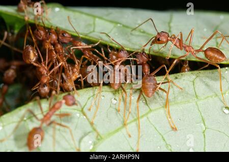 Weaver Ant, Oecophylla smaragdina, Sinharaja Welterbestätte, Sri Lanka, grüne Baum-Ameise oder orangefarbene Gaster. Arten arborealer Ameisenarten, die in tropischer Art gefunden wurden Stockfoto