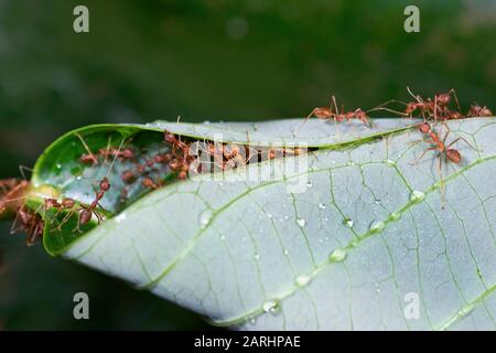 Weaver Ant, Oecophylla smaragdina, Sinharaja Welterbestätte, Sri Lanka, grüne Baum-Ameise oder orangefarbene Gaster. Arten arborealer Ameisenarten, die in tropischer Art gefunden wurden Stockfoto