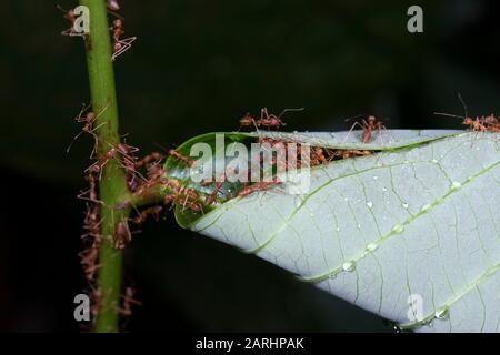 Weaver Ant, Oecophylla smaragdina, Sinharaja Welterbestätte, Sri Lanka, grüne Baum-Ameise oder orangefarbene Gaster. Arten arborealer Ameisenarten, die in tropischer Art gefunden wurden Stockfoto