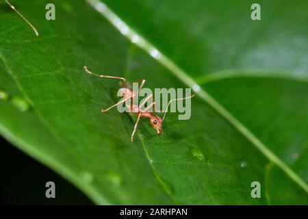 Weaver Ant, Oecophylla smaragdina, Sinharaja Welterbestätte, Sri Lanka, grüne Baum-Ameise oder orangefarbene Gaster. Arten arborealer Ameisenarten, die in tropischer Art gefunden wurden Stockfoto