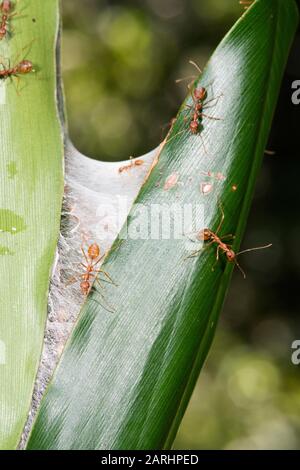 Weaver Ant, Oecophylla smaragdina, Sinharaja Welterbestätte, Sri Lanka, grüne Baum-Ameise oder orangefarbene Gaster. Arten arborealer Ameisenarten, die in tropischer Art gefunden wurden Stockfoto