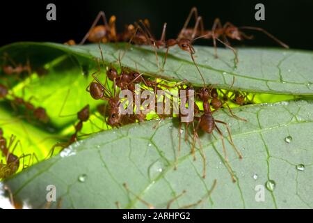 Weaver Ant, Oecophylla smaragdina, Sinharaja Welterbestätte, Sri Lanka, grüne Baum-Ameise oder orangefarbene Gaster. Arten arborealer Ameisenarten, die in tropischer Art gefunden wurden Stockfoto