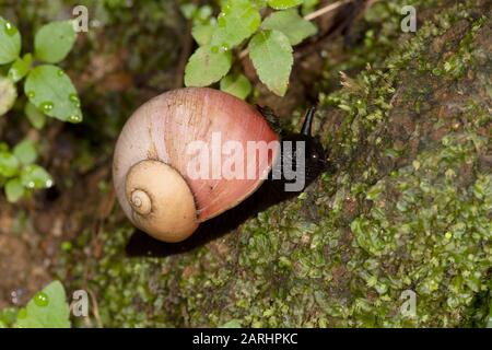 Riesenlandschnabel, Acavus Phoenix, Sinharaja Welterbestätte, Sri Lanka, die Schnecke auf Baumstamm im Dschungel zeigt Stockfoto