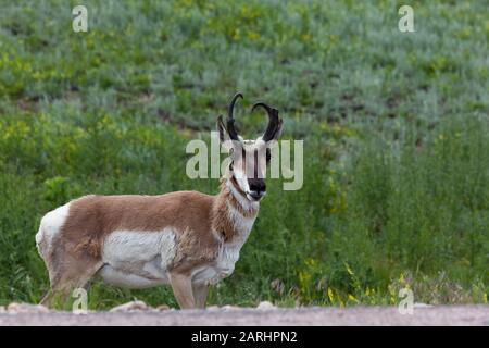 Eine männliche Pronghorn-Antilope steht im Custer State Park mit einem Lächeln auf dem Gesicht eine Böschung einer Straße hinunter. Stockfoto