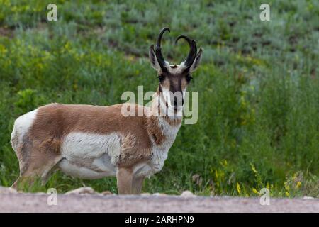 Eine männliche Pronghorn-Antilope steht im Custer State Park an einer Böschung einer Straße hinunter und blickt fluchtartig zur Seite. Stockfoto