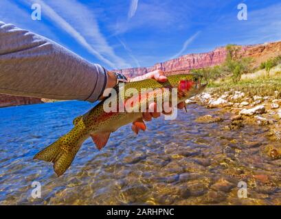 Schöner und Bunter Rainbow Trout Fing und Veröffentlichte Fliegenfischen auf dem Colorado River in Arizona Bei Lees Ferry Stockfoto