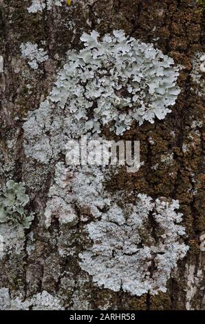 Lichen, Caloplaca sp., Flavoparmelia sp. Und Parmotrema sp., auf Posteiche wachsend, Quercus stellata Stockfoto