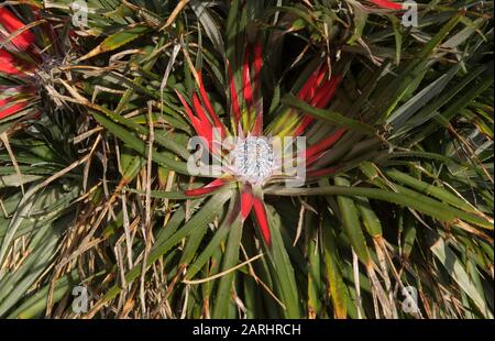 Herbstfarbe einer "Evergreen Crimson Bromeliad Plant" (Fascicularia bicolor) am South West Coast Path am Loe Bar Beach im ländlichen Cornwall, England, Stockfoto