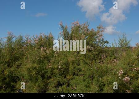 Herbst Blühender Wilder Tamarisk (Tamarix) mit einem Hell Bewölkten blauen Himmel, Der Auf dem South West Coast Path Zwischen Porthleven und Mullion Wächst Stockfoto