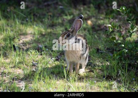 Sri Lanka oder Ceylon Black Naped Hare, Lepus nigricollis, Wilpattu National Park, Sri Lanka Stockfoto