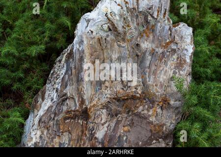 Ein sehr großes Stück versteinertes Holz, das Millionen Jahre alt ist und noch im Wald der Black Hills von South Dakota steht. Stockfoto