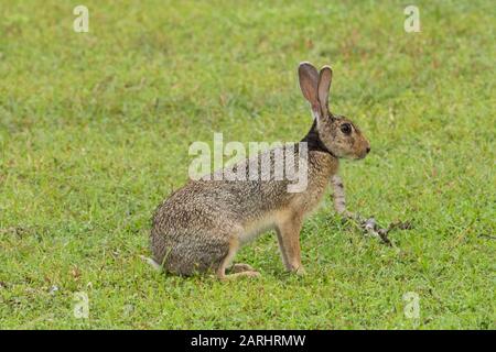 Sri Lanka oder Ceylon Black Naped Hare, Lepus nigricollis, Wilpattu National Park, Sri Lanka Stockfoto