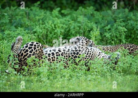 Leopardenpaar, das in einem Gebiet mit langem Gras liegt, Panthera pardus, Yala-Nationalpark, Sri Lanka, eines auf dem Rücken mit Beinen in der Luft Stockfoto
