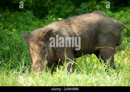 Wildschwein, Sus scrofa, auf Gras, schlammig, Yala-Nationalpark, Sri Lanka Stockfoto