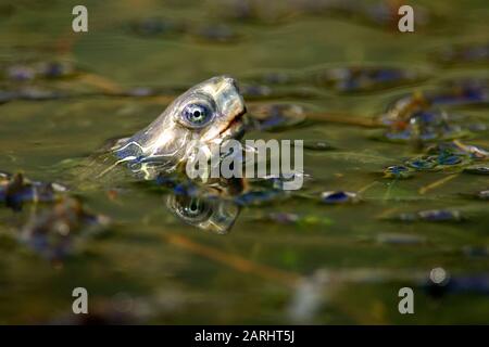 Die Balkan-Teichschildkröte oder westliche Kaspische Schildkröte (Mauremys rivulata) in einem Teich Stockfoto